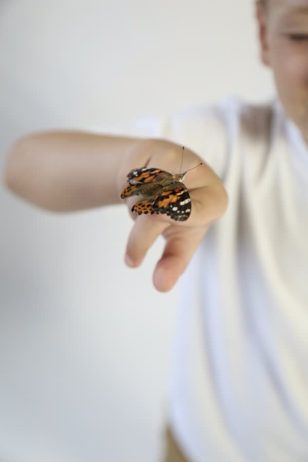 Live butterfly resting on a hand during a Butterfly Rebirth photo session